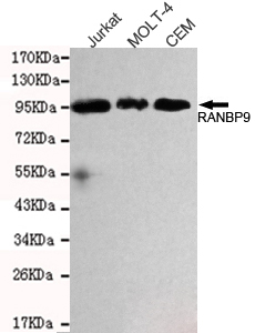 RANBP9 Monoclonal Antibody